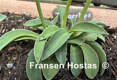 Hosta Fingertips