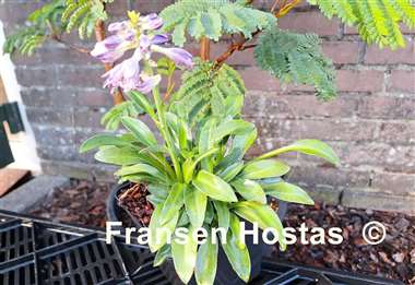 Hosta Fingertips