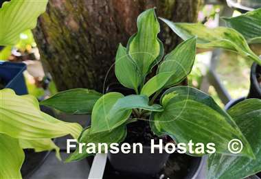 Hosta Finnish Beauty