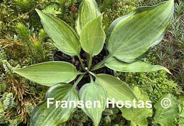 Hosta Finnish Beauty