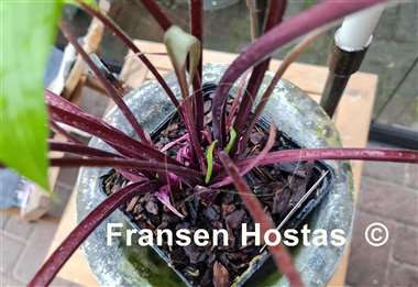 Hosta Fire Dance 
