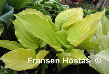 Hosta Fire Island