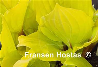 Hosta Fire Island
