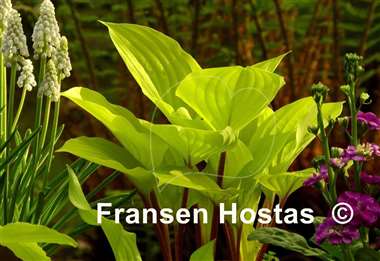Hosta Fire Island