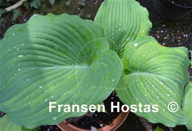 Hosta Fire and Brimstone