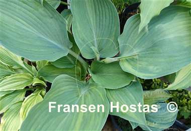 Hosta Fire and Brimstone