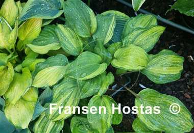 Hosta Fireball