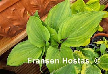 Hosta Fireball