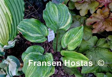 Hosta Fireball