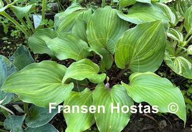 Hosta Fireball