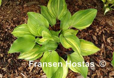 Hosta Fireball