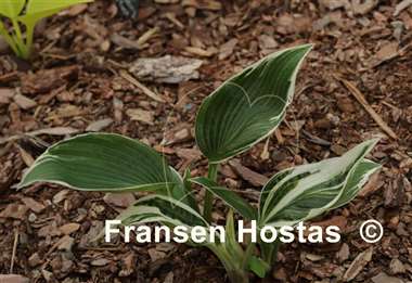 Hosta Fired Up