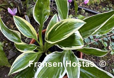 Hosta Firefly