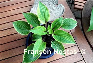 Hosta Fireplace