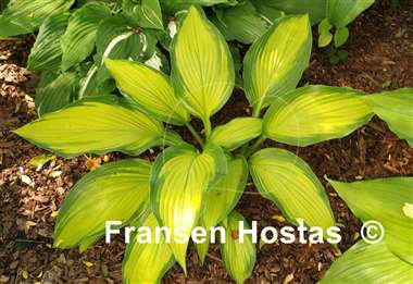 Hosta Firestorm