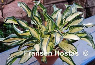 Hosta Fireworks
