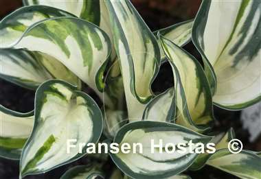 Hosta Fireworks
