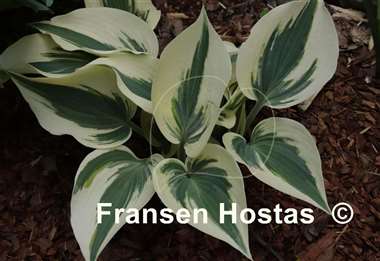 Hosta Firn Line