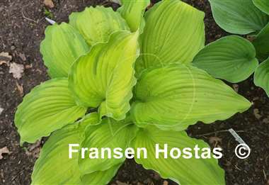 Hosta First Dance