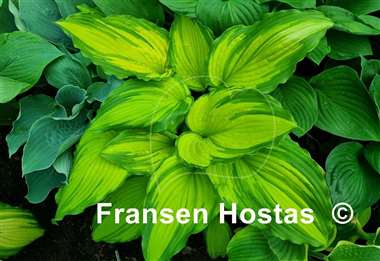 Hosta First Dance
