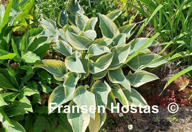 Hosta First Frost