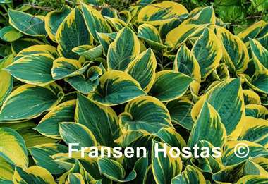 Hosta First Frost