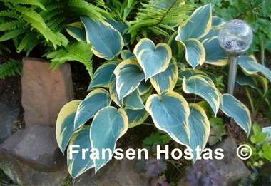 Hosta First Frost