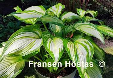 Hosta First Love