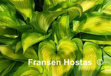 Hosta First Love