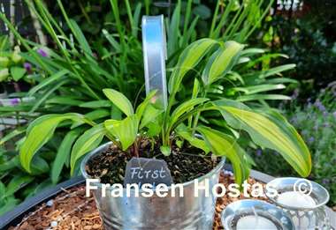 Hosta First Mate