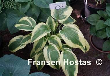 Hosta Fisher's Cream Edge