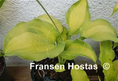 Hosta Five O'Clock Somewhere