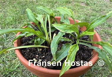 Hosta Fizzle