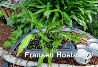 Hosta Fizzle