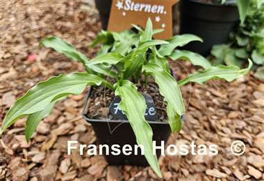 Hosta Fizzle