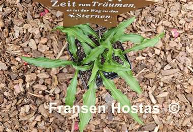 Hosta Fizzle
