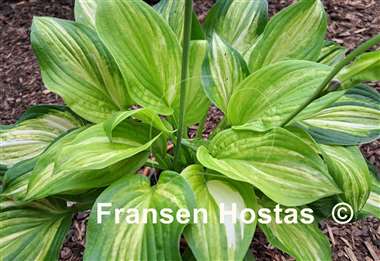 Hosta Flamboyant