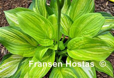 Hosta Flamboyant