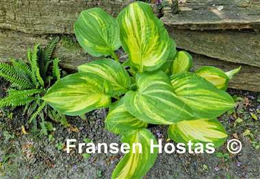 Hosta Flamboyant