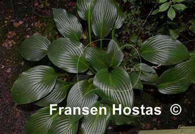 Hosta Flame Off