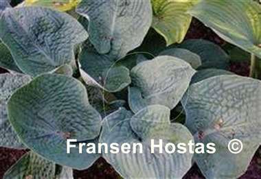 Hosta Flash Freeze