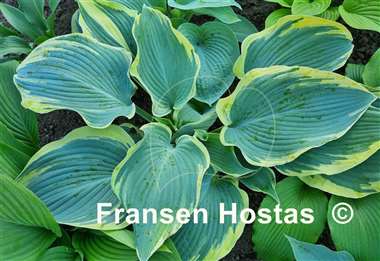 Hosta Flemish Angel