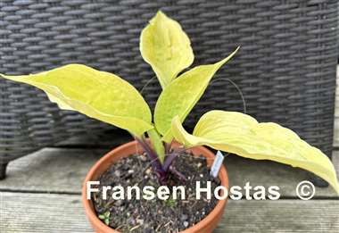 Hosta Flemish Design