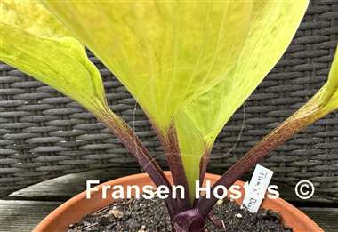 Hosta Flemish Design