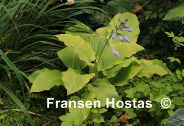Hosta Flemish Gold