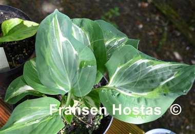 Hosta Flemish Lion