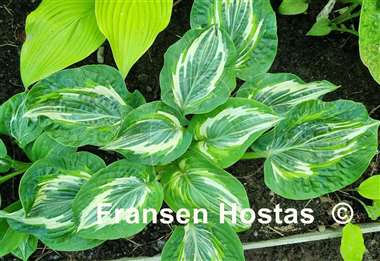 Hosta Flemish Lion