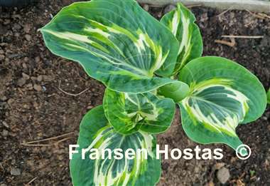 Hosta Flemish Lion