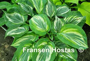 Hosta Flemish Lion