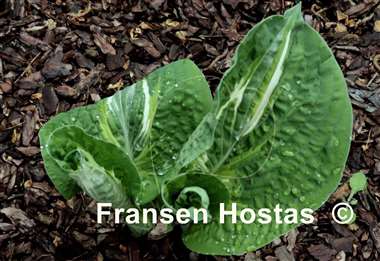 Hosta Flemish Lion
